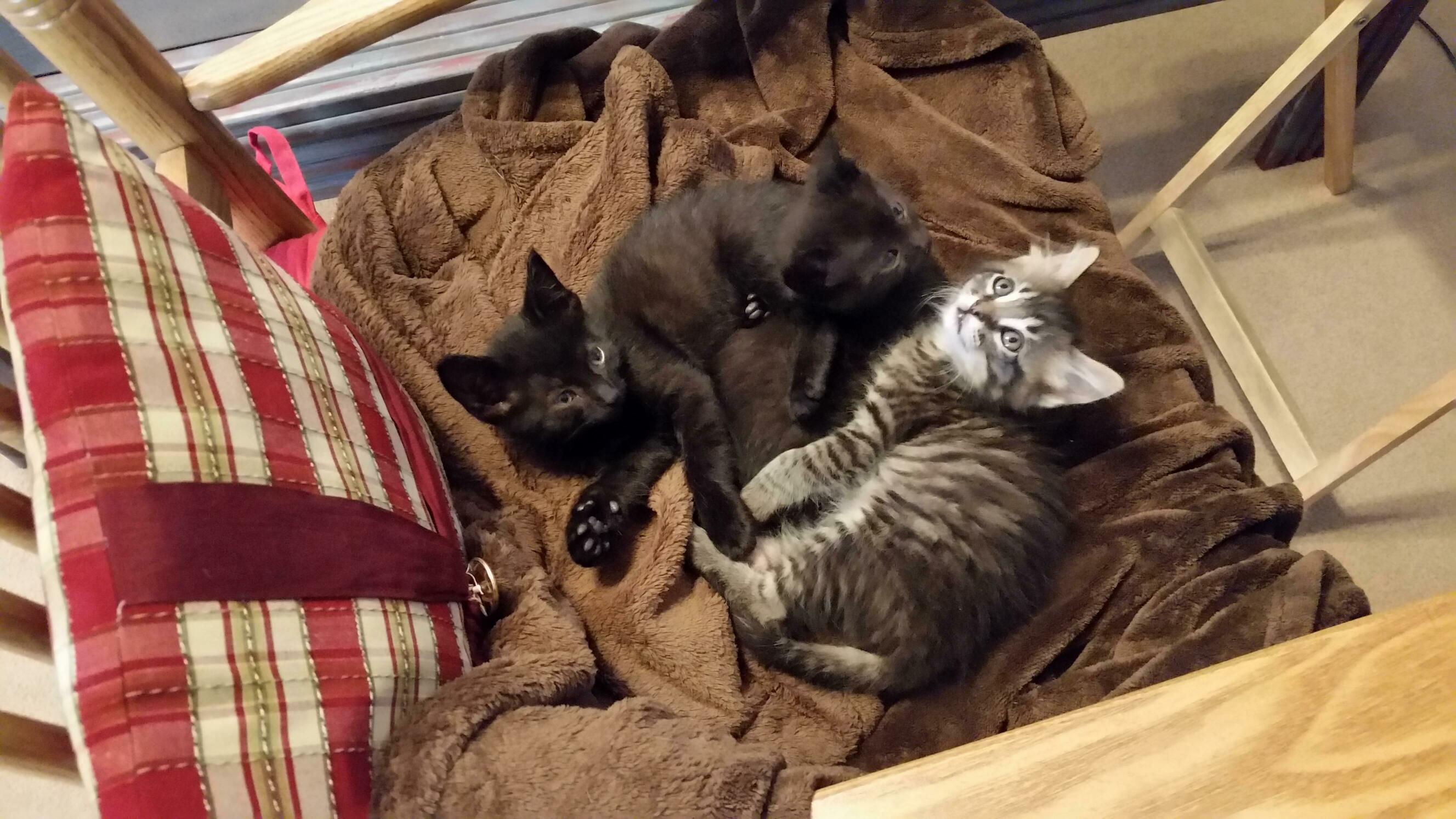 Today is our last day fostering these guys, and my wife is not taking it well.